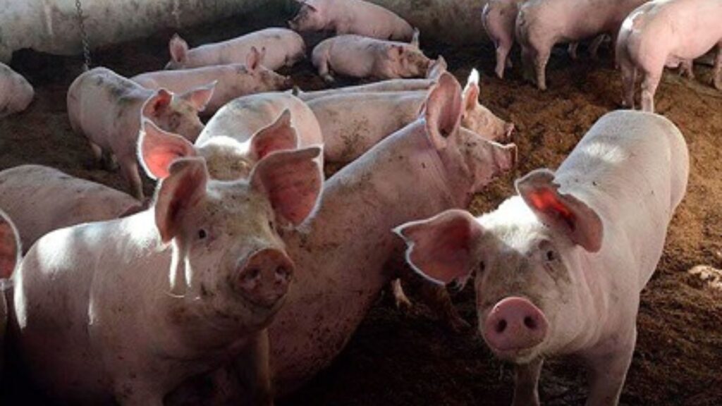 Brot de pesta porcina: El comitè auditor format per sis científics es reuneix aquest dimarts | Collserola, Parc Natural de Collserola, Pesta porcina, salut pública