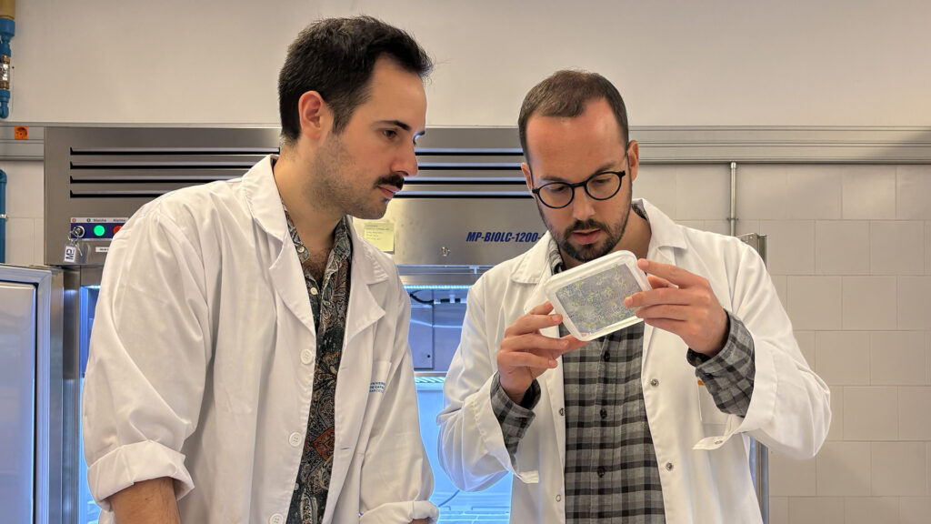 La intel·ligència artificial permet desxifrar com s'adapten les plantes al canvi climàtic | arbres, calor, canvi climàtic, plantes, sequera