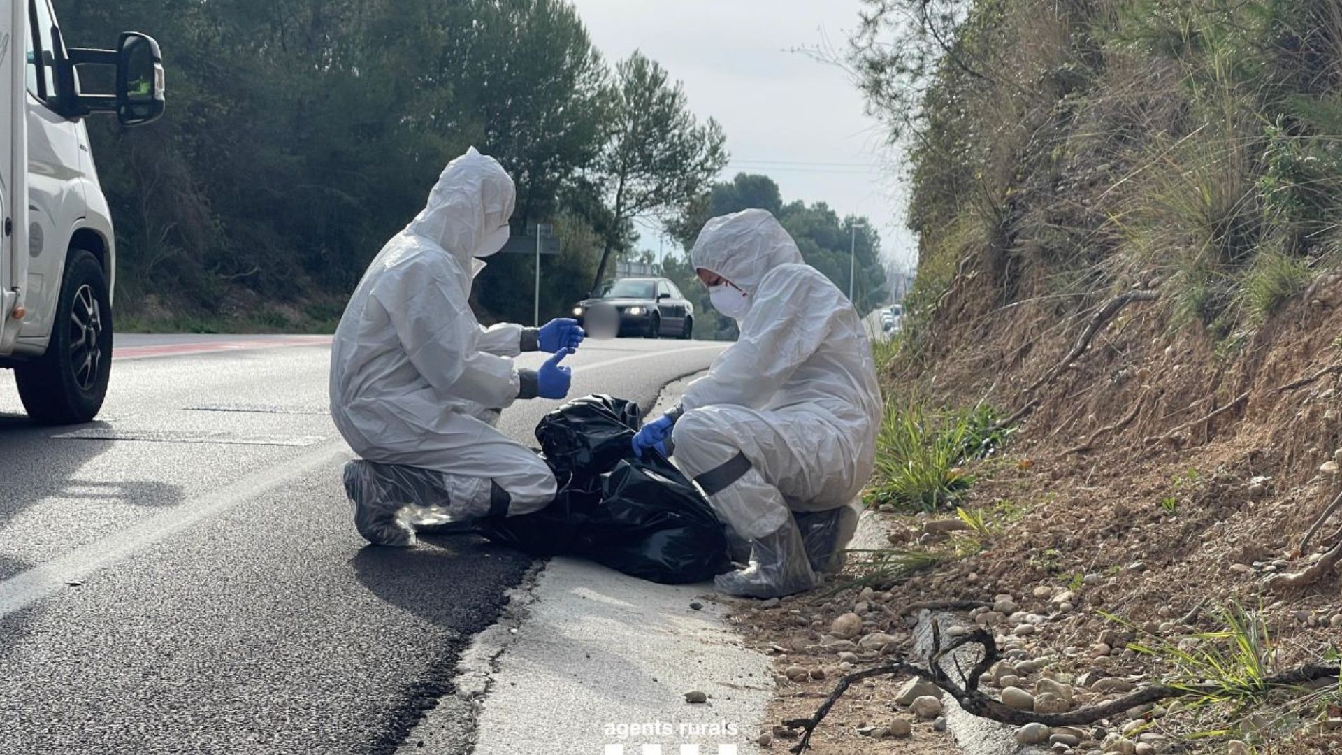 Épidémie de peste porcine en Catalogne : l'armée en renfort 8 rurals porcs senglars 301125