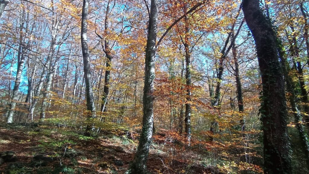 Colors de tardor: calendari setmanal de coloració als boscos de Catalunya | arbres, fred, parcs i jardins, pluja