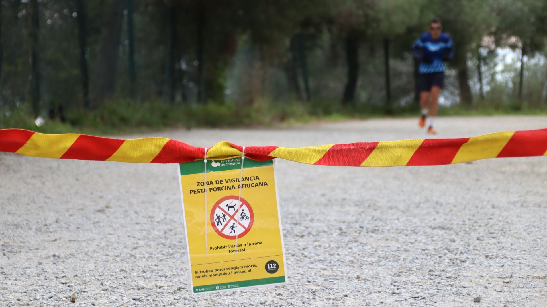 pesta porcina collserola tancada