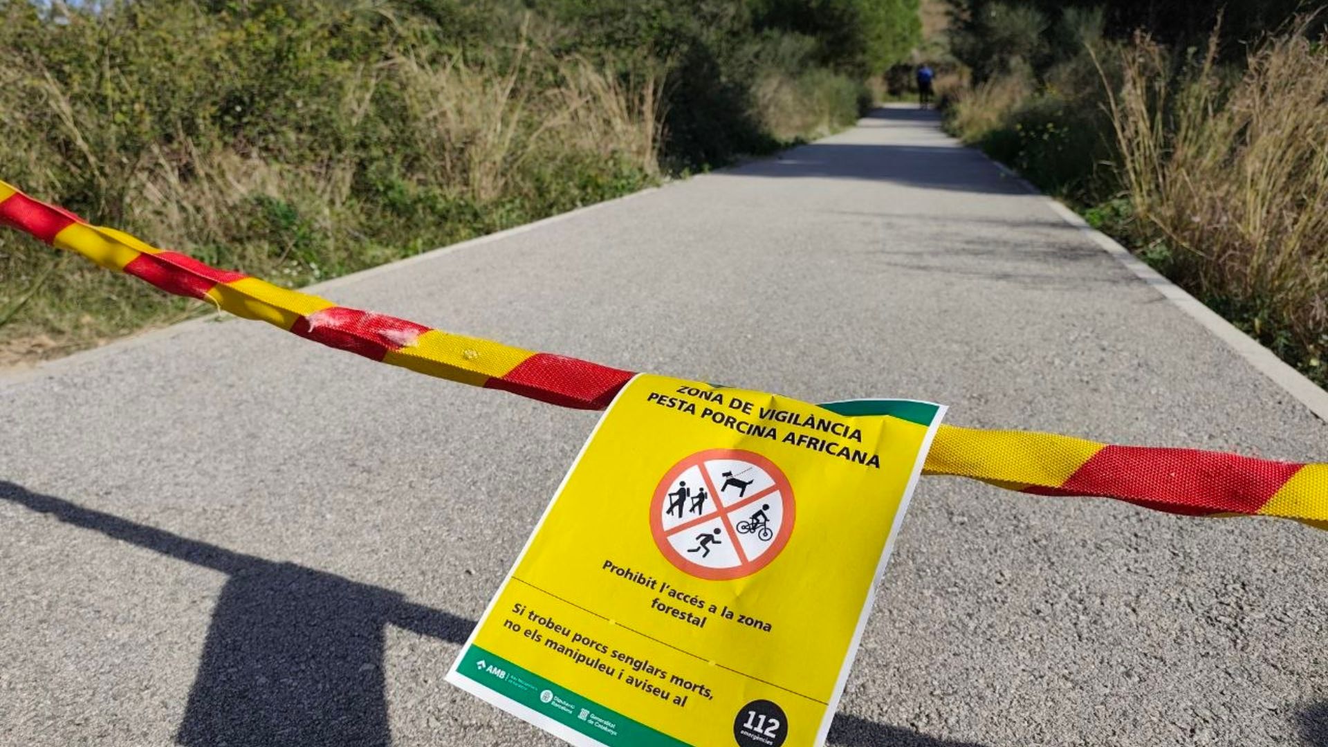 restriccions collserola pesta porcina