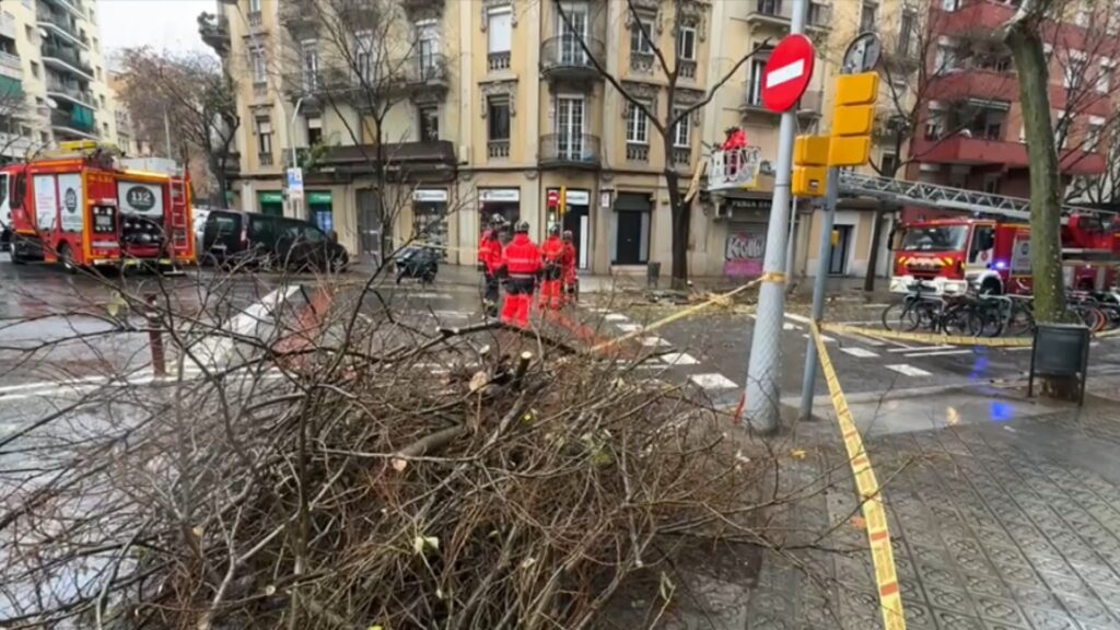 Arbre caigut per la pluja al carrer de Val&egrave;ncia