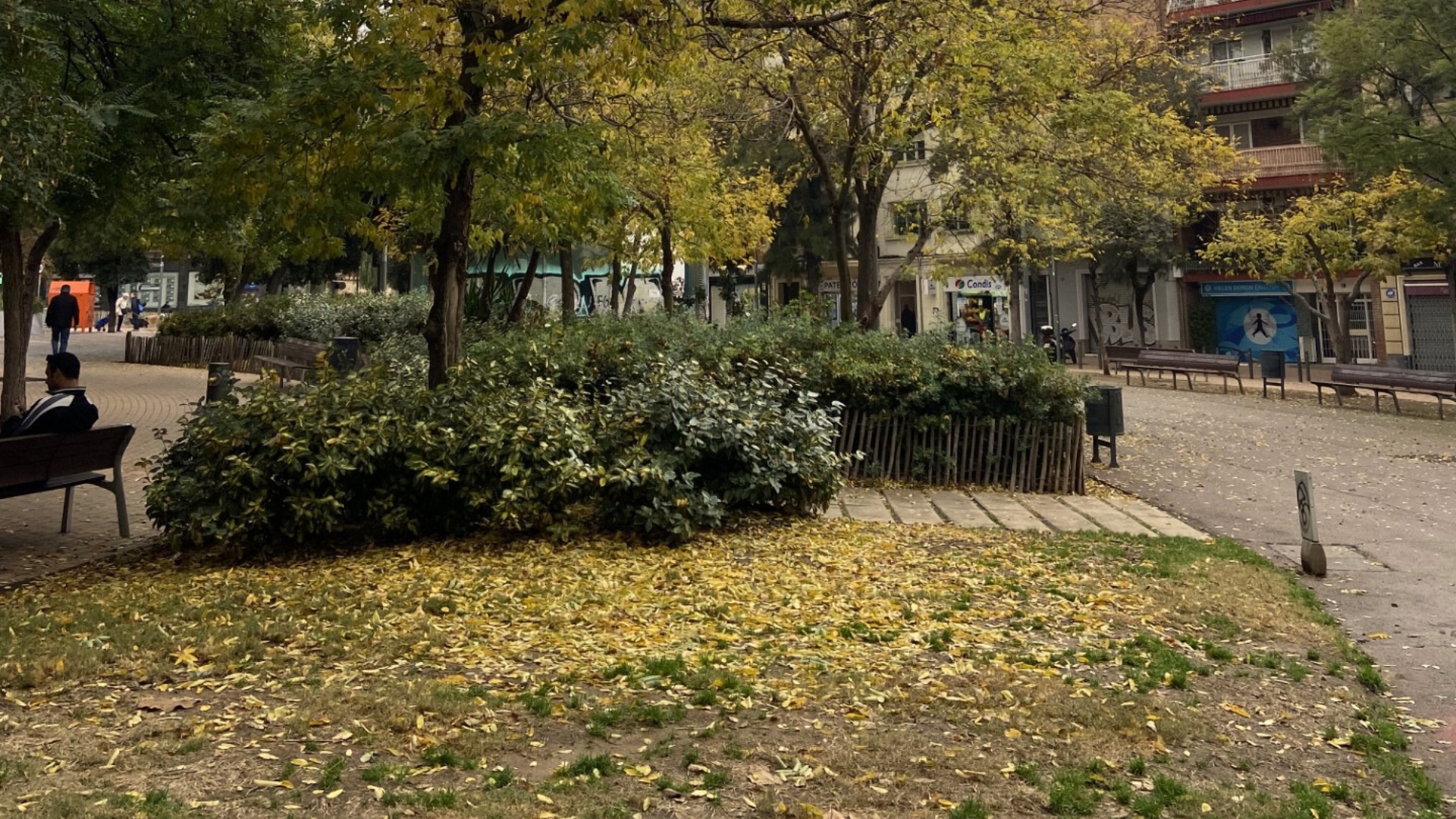 catifes-fulles-seques-arbres-mig-despullats-barcelona-desembre-2025-15122025