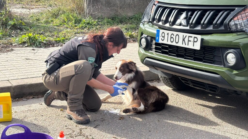desinfecci&oacute; agents canins brot pesta porcina
