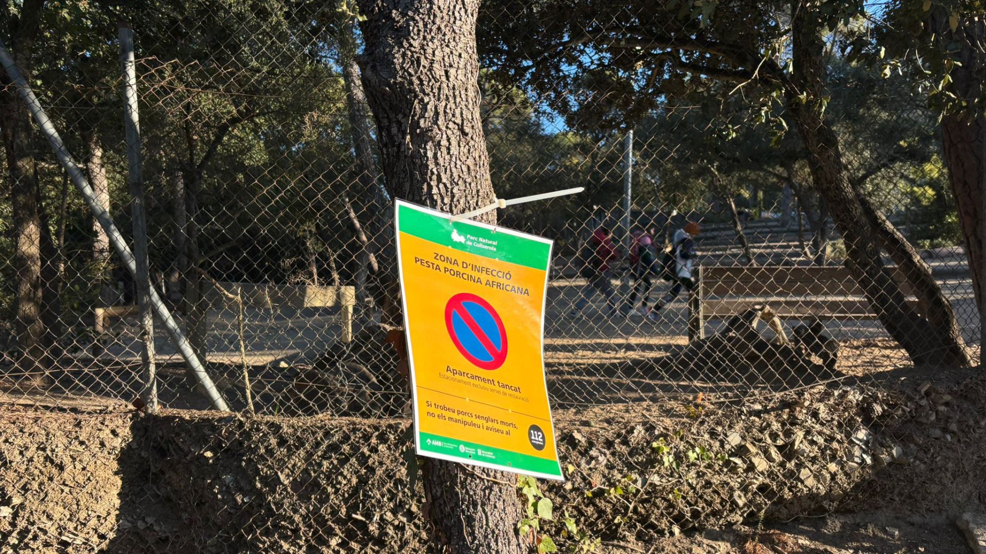 escola els Xiprers brot pesta porcina africana