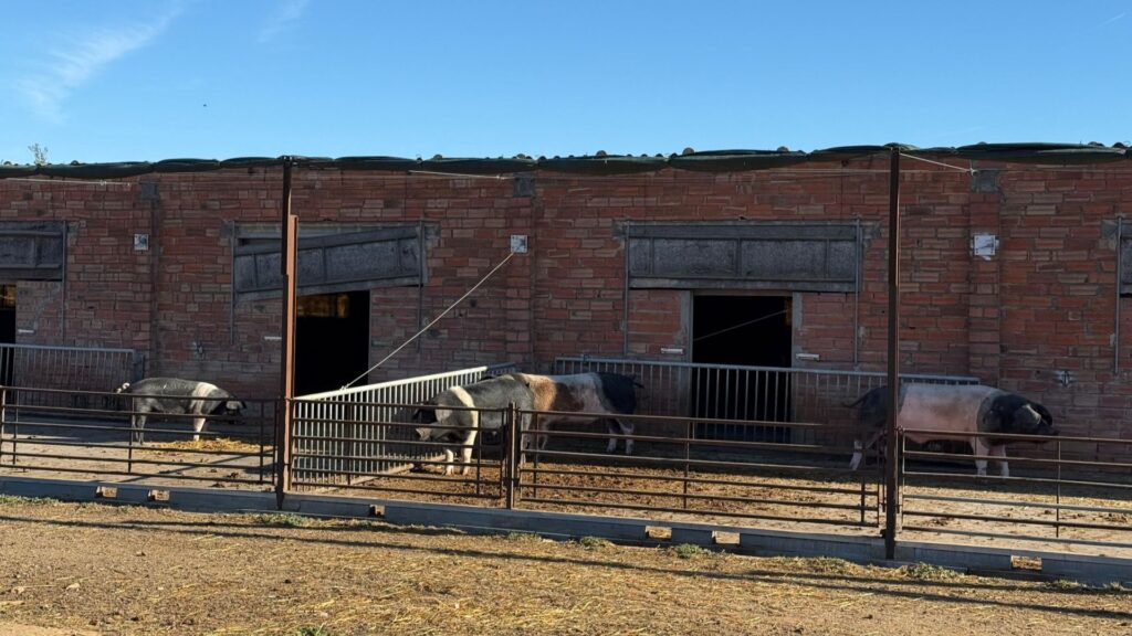 granja porcs
