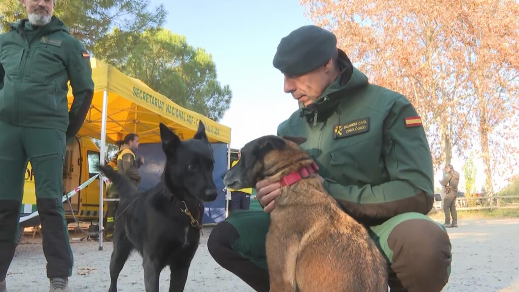 Unitat canina de gu&agrave;rdia civil per la pesta porcina a Collserola