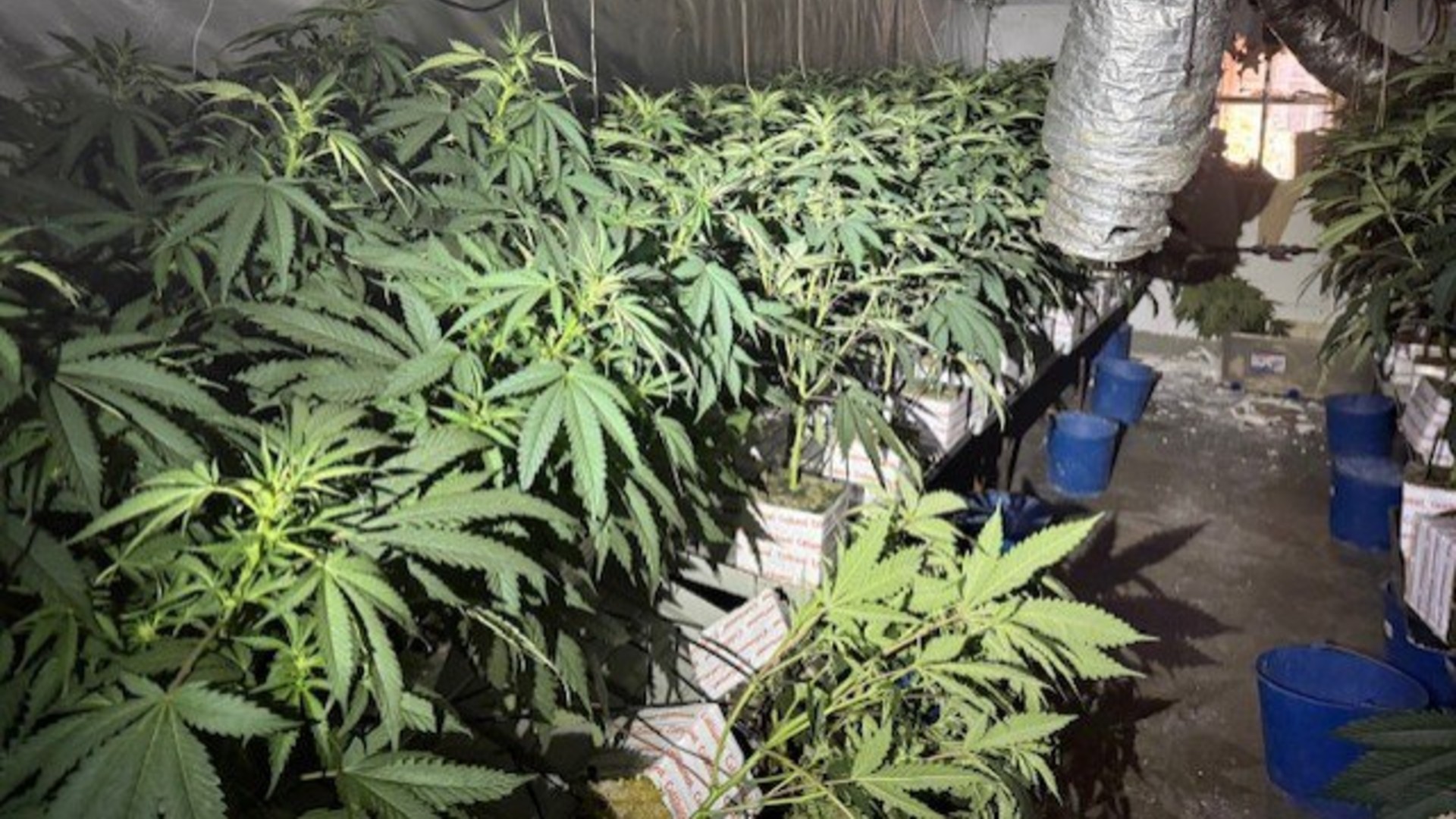 plantació marihuana Mossos