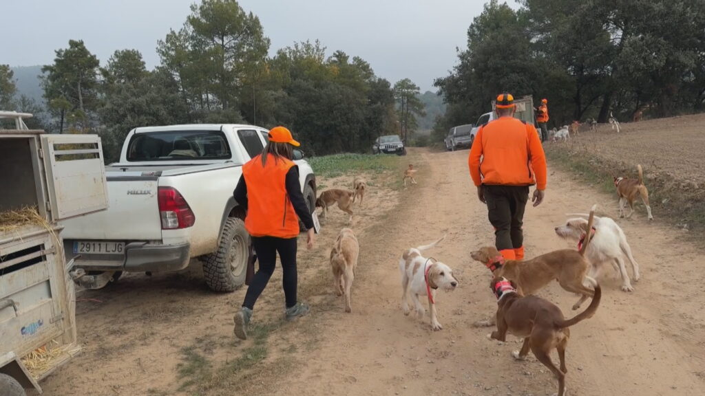 Caçadors barcelonins alerten que, a Collserola, la seva feina és "de tot menys idíl·lica" | animals, Parc Natural de Collserola, Pesta porcina