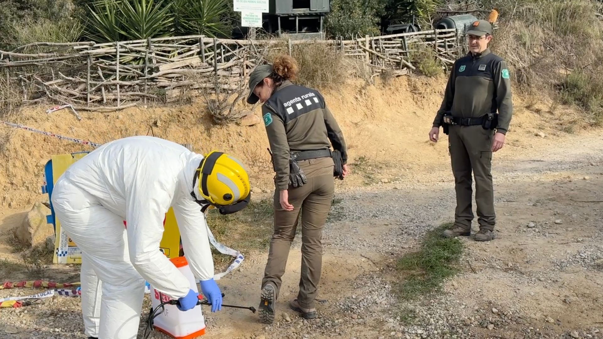 16 casos pesta porcina africana