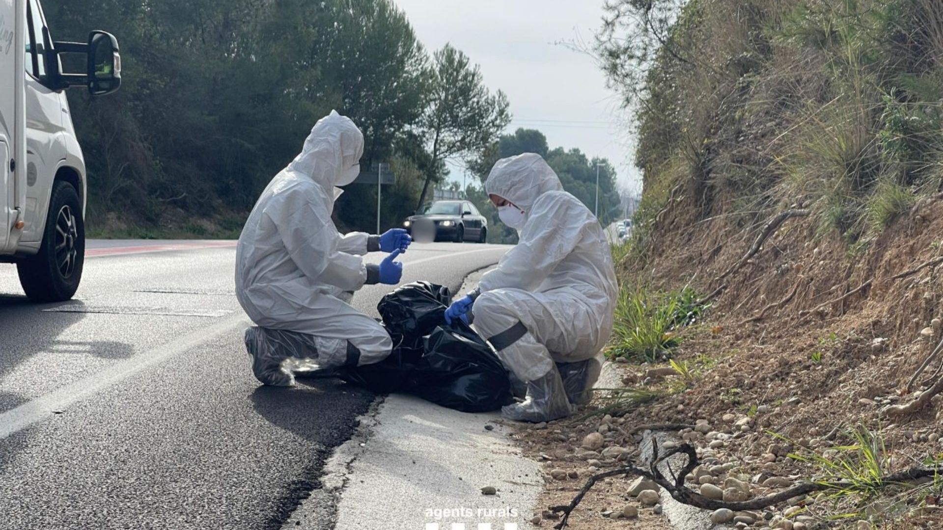 pesta porcina Collserola agents rurals