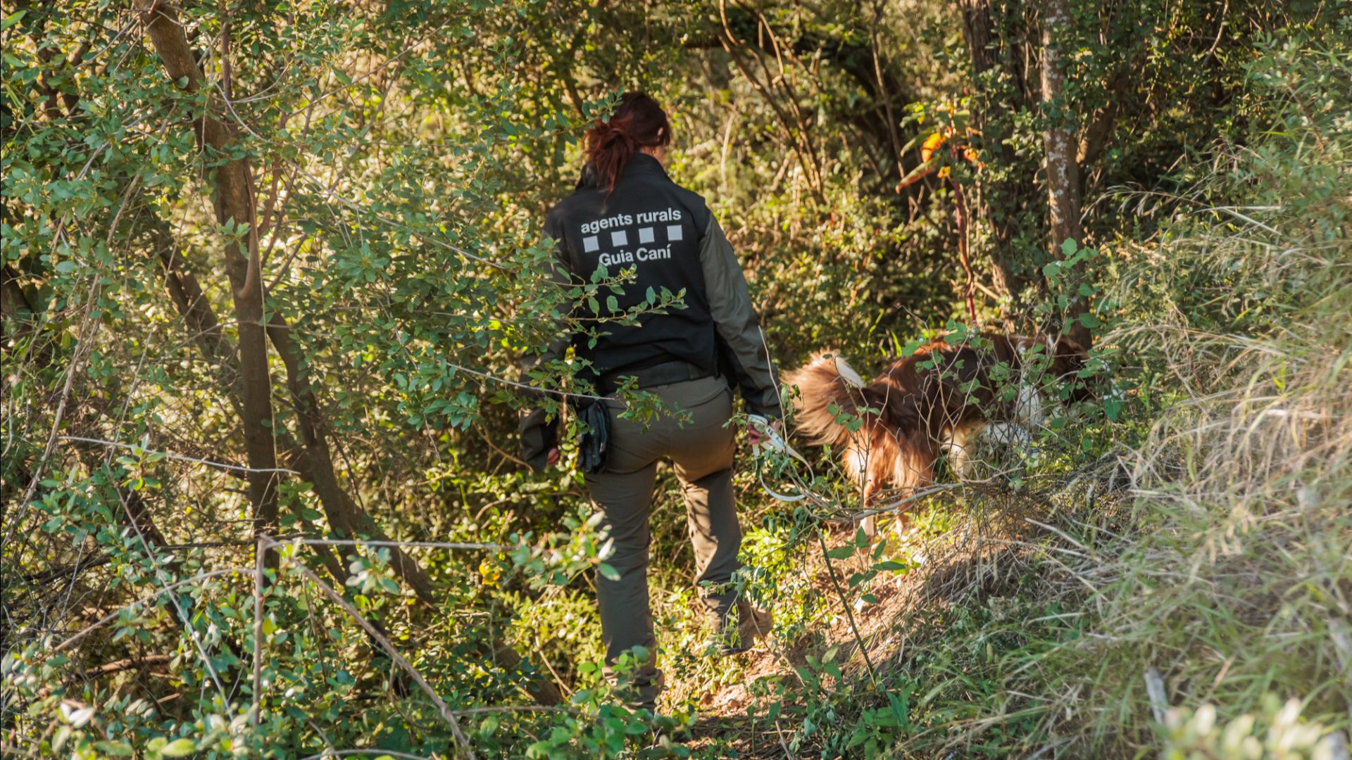 batuda pesta porcina Collserola agent rural