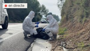 Brot de pesta porcina: ascendeixen a 13 els positius detectats a l’entorn de Collserola | DIRECTE