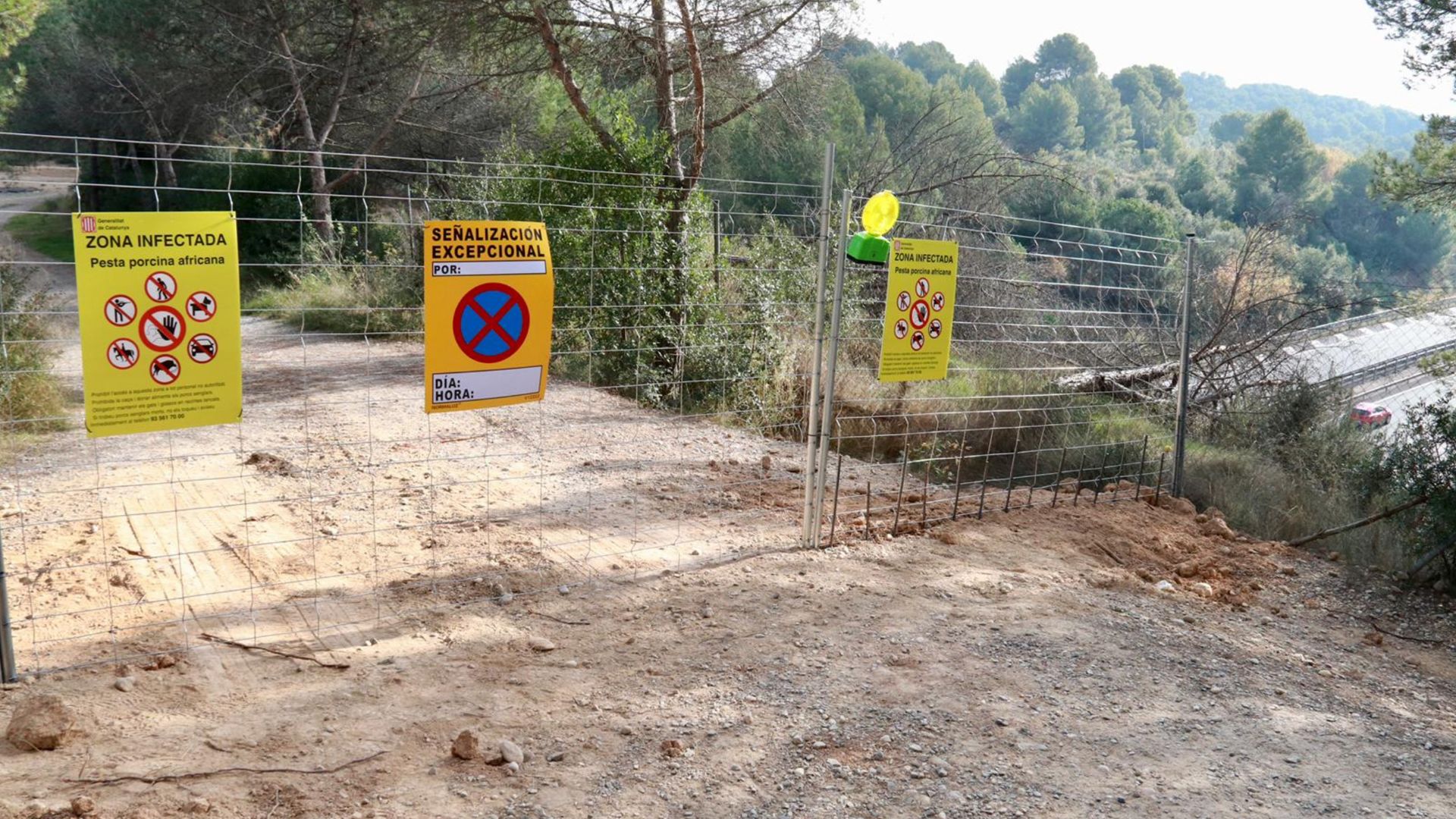 restriccions pesta porcina
