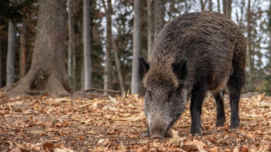 porc senglar - pesta porcina Collserola