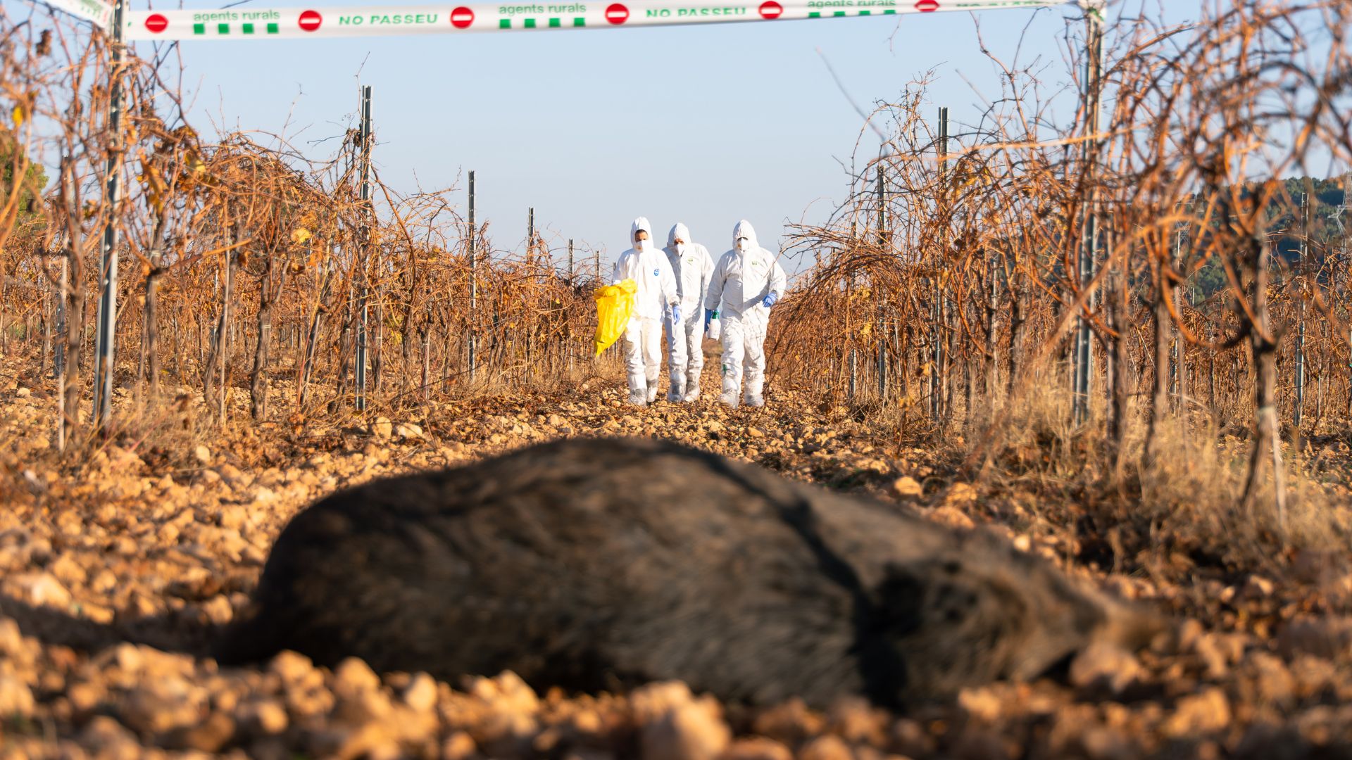 senglar mort pesta porcina africana