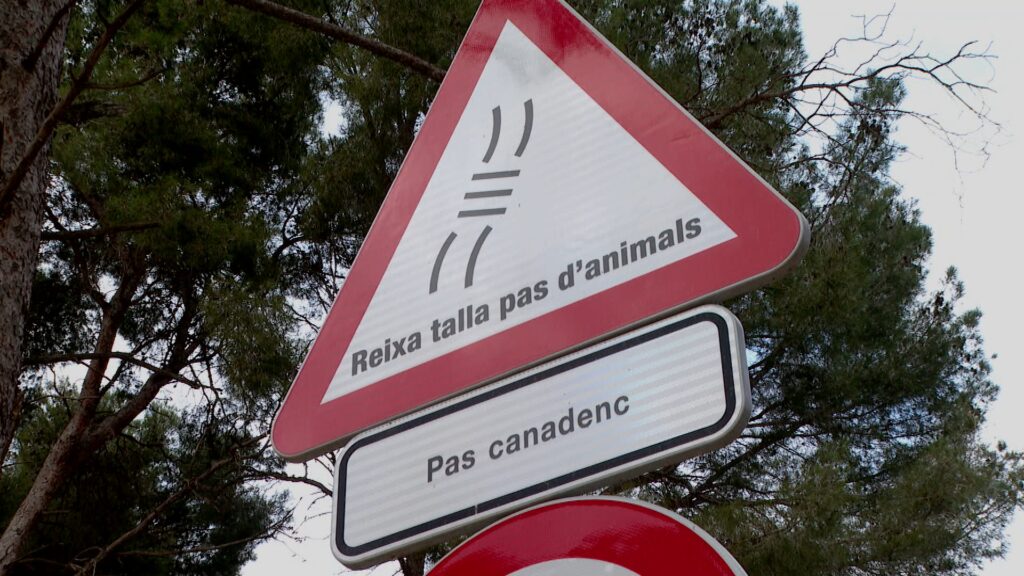 Del pic postpandèmia al descens actual: com Barcelona ha reduït els senglars urbans | Ajuntament de Barcelona, animals, Collserola, contenidors, espai públic, neteja, Parc Natural de Collserola, seguretat