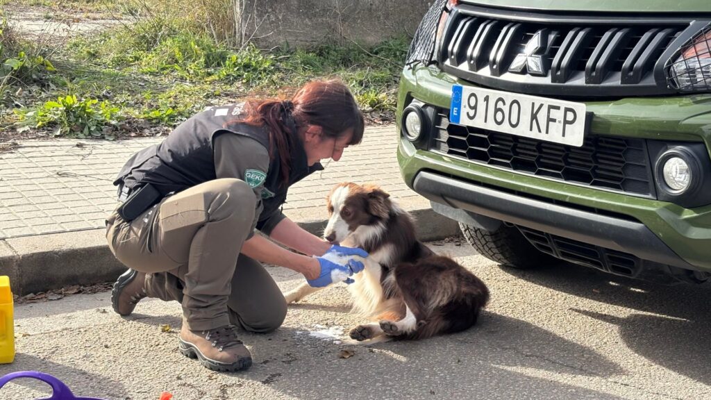 Gossos ensinistrats treballen en la recerca de cadàvers de porcs senglars | Collserola, Parc Natural de Collserola, Pesta porcina, salut pública