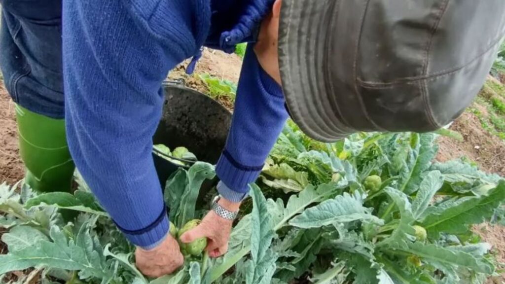 En Miquel Ferr&eacute; collint carxofes al seu camp de Sant Boi del Llobregat