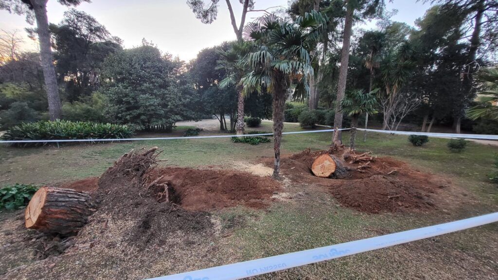 Reobren els Jardins de Pedralbes, després que el vent tombés dos grans pins centenaris | arbres, jardins, Palau de Pedralbes, parcs, parcs i jardins, pluja, vent