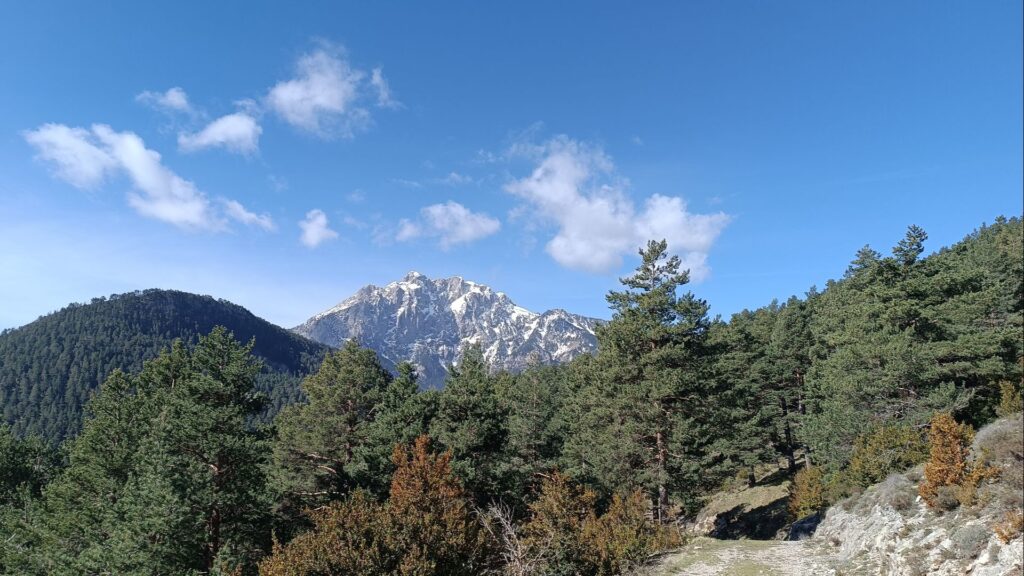 sol forestal ple aigua creaf