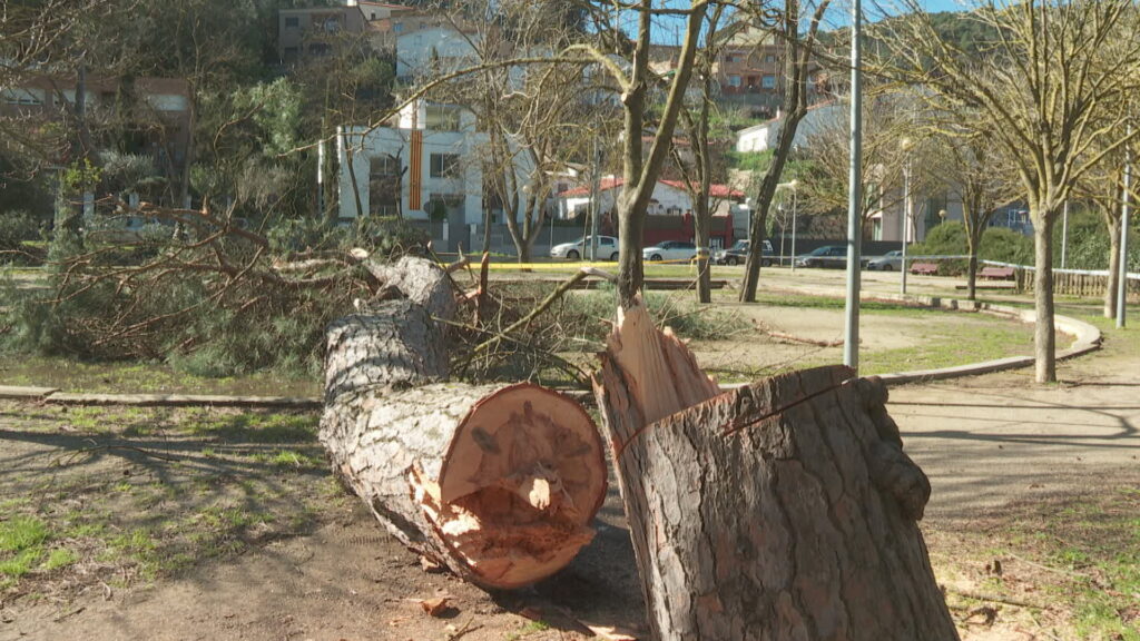 Inspeccions als camins de Collserola després del temporal, amb més de 50 incidències detectades | Collserola, Parc Natural de Collserola, vent