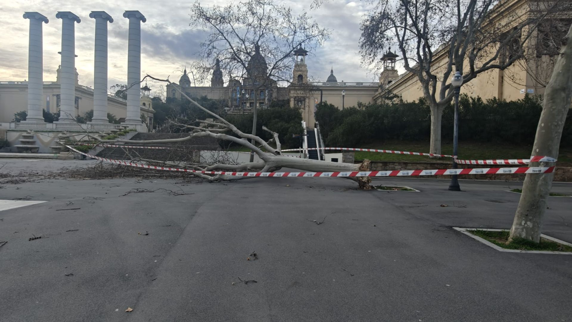 arbre caigut Montju&iuml;c