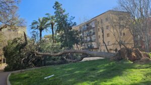 Última hora del vent: Barcelona recupera la normalitat progressivament