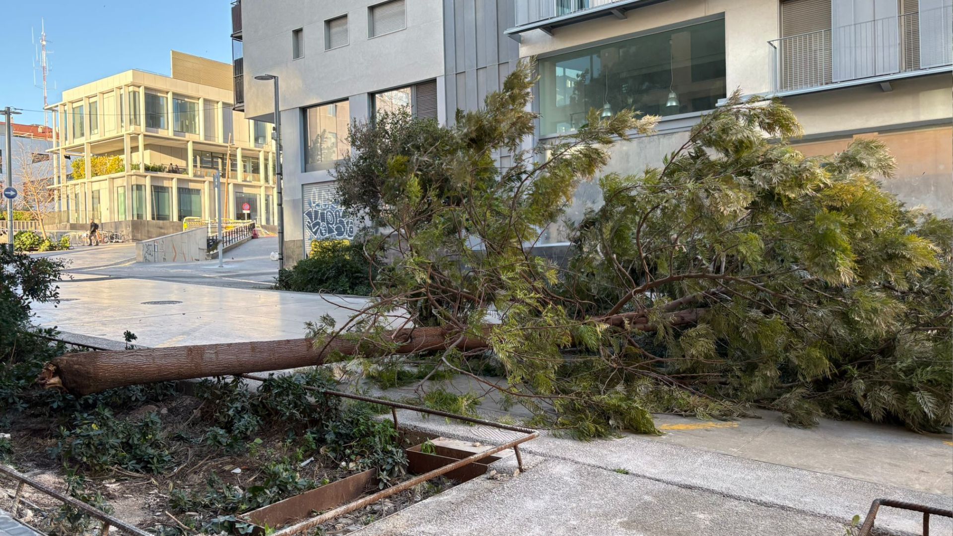 arbre caigut al carrer de Pamplona pel vent