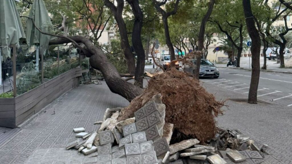 arbre arrencat pel vent