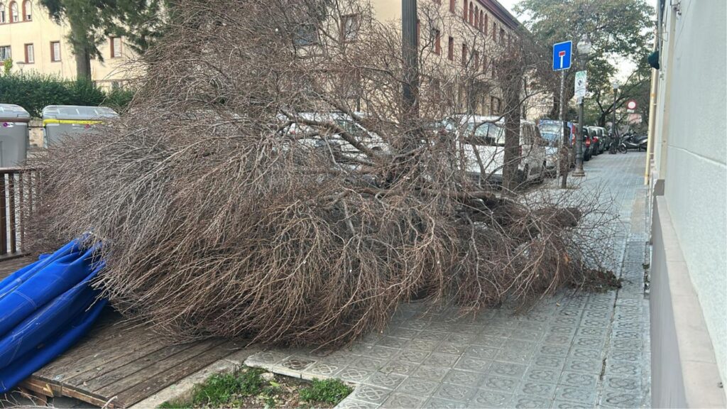 arbre caigut al carrer sant Isidre pel vent