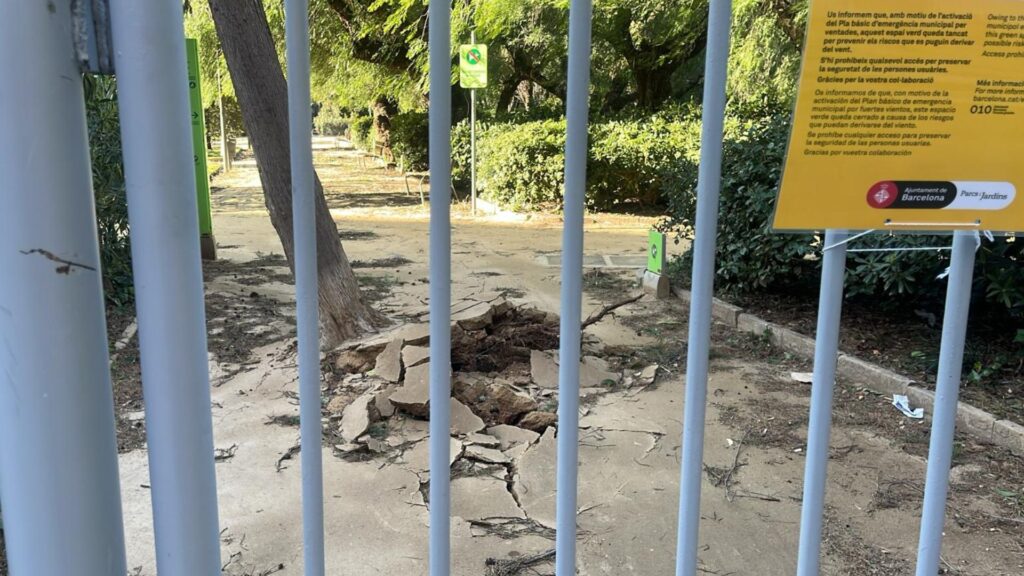 arbre caigut al Tur&oacute; Park