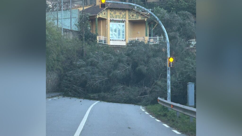 arbre caigut a vallvidrera