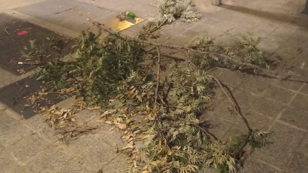 branca arbre caiguda vent a Barcelona