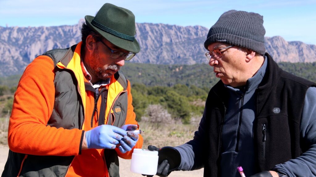 Els caçadors denuncien l'obligació d'extreure sang "sense formació" als senglars abatuts per la PPA | agricultura, Pesta porcina, salut pública