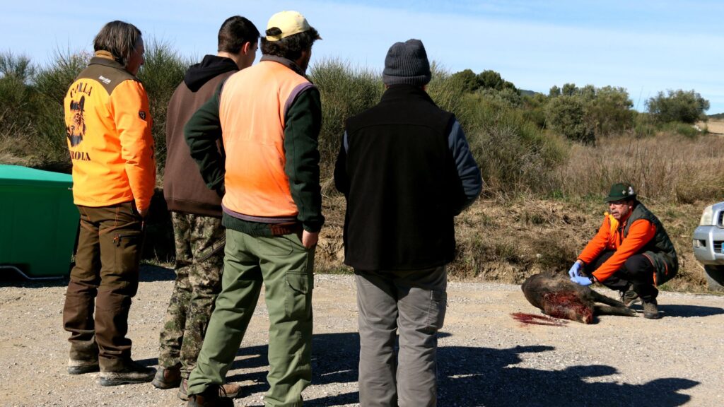 Els caçadors denuncien l'obligació d'extreure sang "sense formació" als senglars abatuts per la PPA | agricultura, Pesta porcina, salut pública
