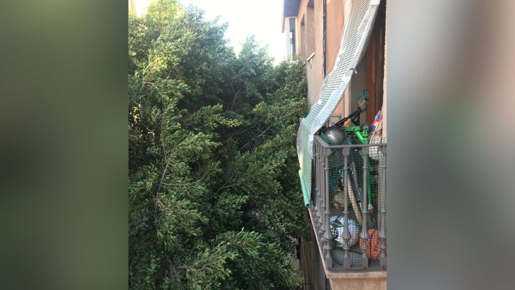 arbre caigut a Santa Madrona