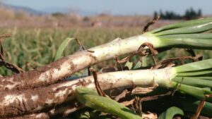 Els calçots no són exclusius de Valls: així es produeixen al costat de Barcelona