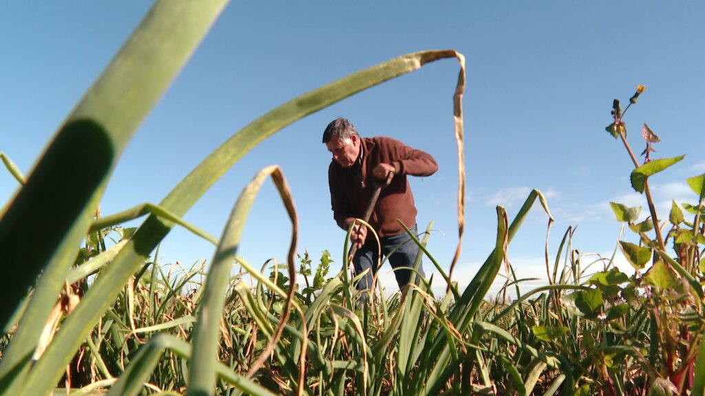 Els calçots no són exclusius de Valls: així es produeixen al costat de Barcelona | agricultura, cuina, cuina catalana, Producte de temporada, tradicions