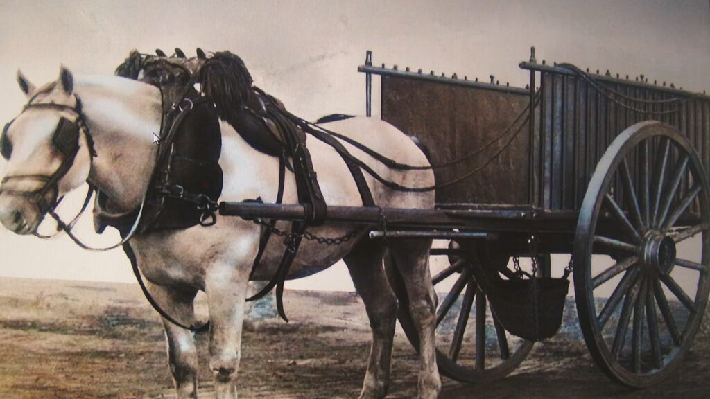 cavall carro