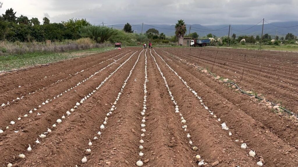 Els calçots no són exclusius de Valls: així es produeixen al costat de Barcelona | agricultura, cuina, cuina catalana, Producte de temporada, tradicions