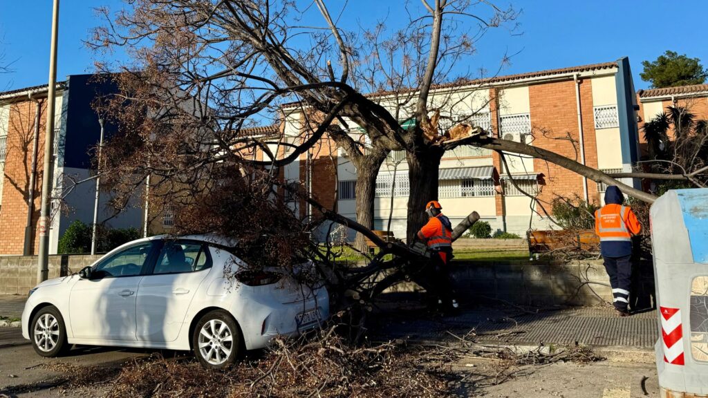 arbre caigut Sant Boi ventades mort