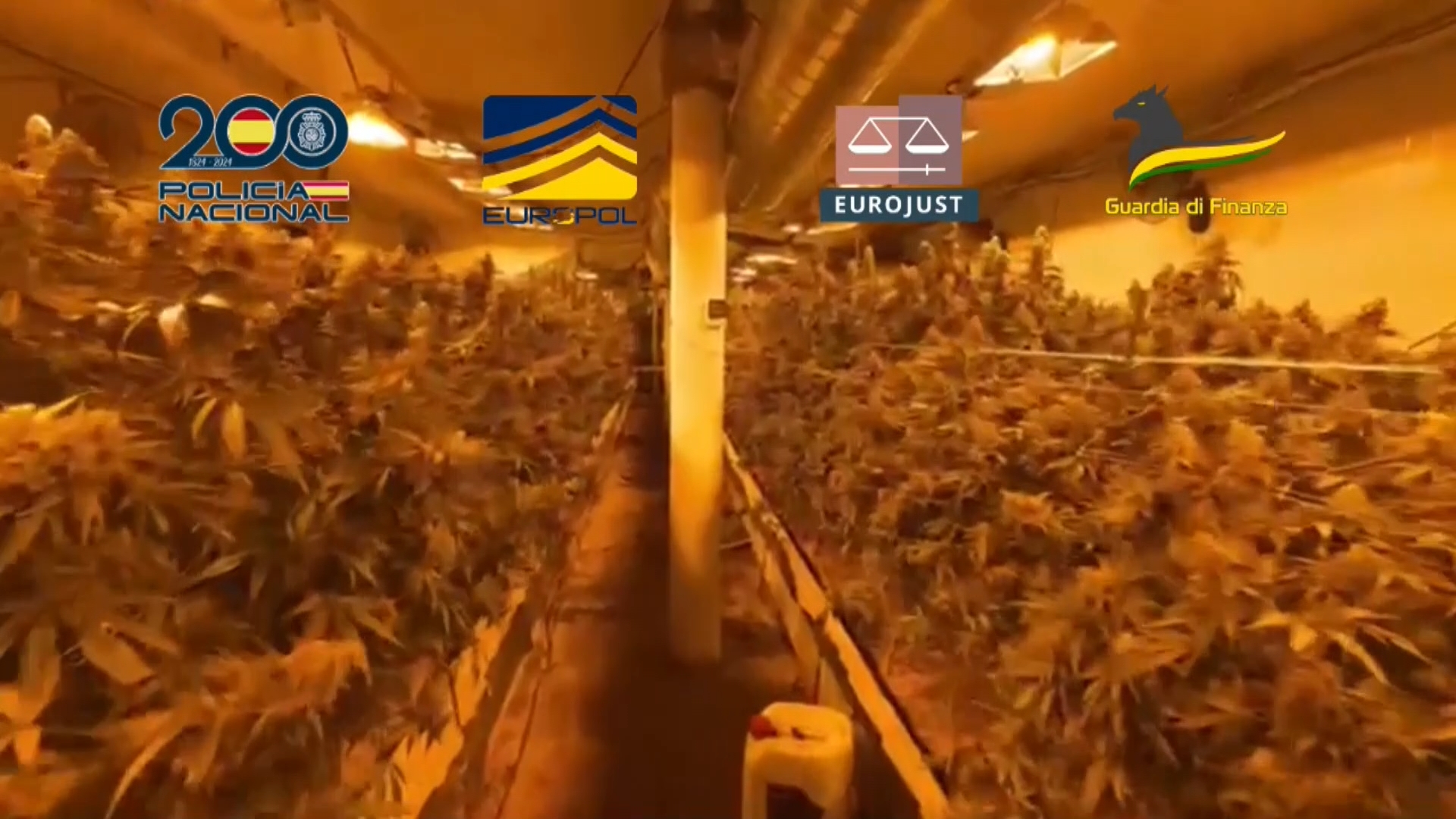 plantacio marihuana