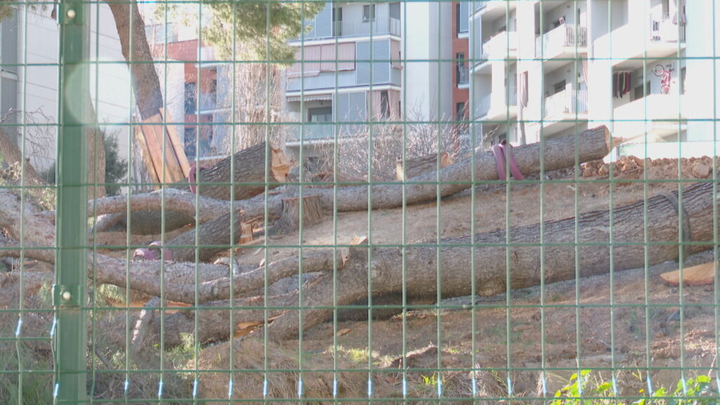 Talen els pins vells de la Trinitat Nova, davant l'enuig dels veïns | arbres, queixes veïnals