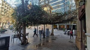 Salvada la buguenvíl·lia emblemàtica de la rambla de Catalunya: “L’he cuidada tota la vida”