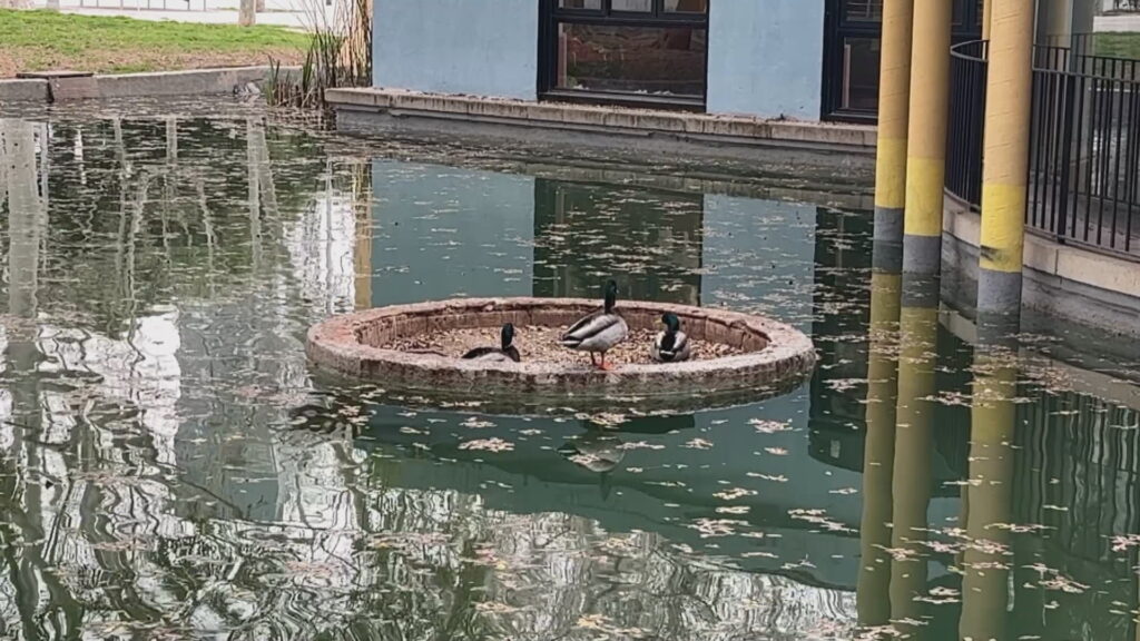 Els ànecs omplen de vida els parcs de la ciutat en època de cria | VÍDEO | aigua, animals