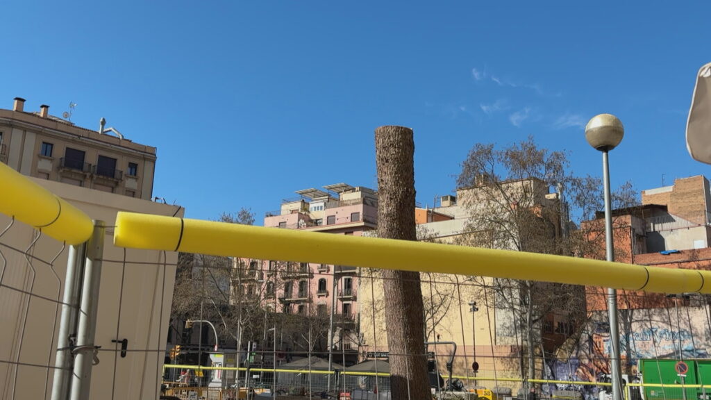 En marxa la tala dels arbres a la plaça de Sants afectats per les obres a l'estació de metro de l'L5 | accessibilitat, arbres, metro, obres