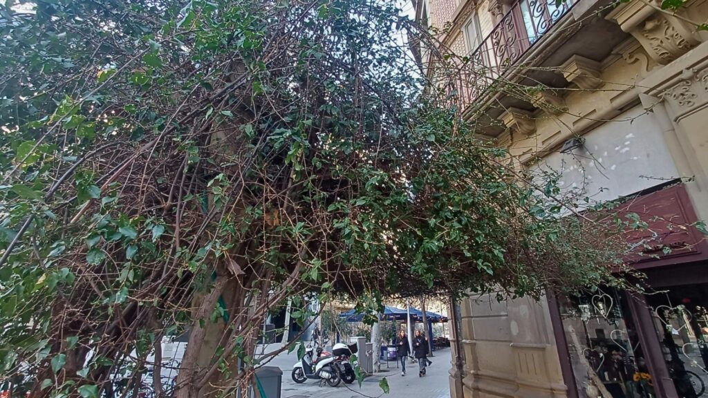 Bugenv&iacute;l&middot;lia xamfra Rambla Catalunya amb C&ograve;rsega