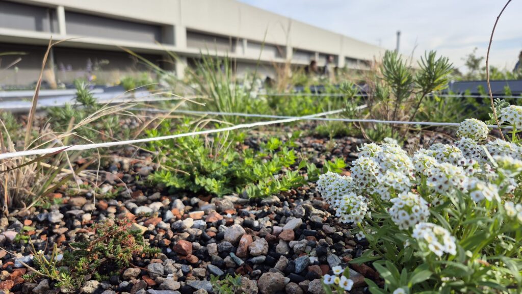 Runa i residus orgànics: els materials reciclats per naturalitzar el terrat d'un edifici | Àrea Metropolitana, arquitectura, calor, canvi climàtic, construcció, plantes